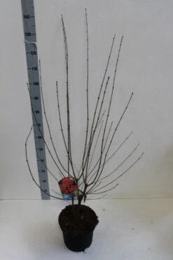 Papieresdoorn (Acer Griseum) -Aanbiedingen Groene Hekken Winkel acer griseum 80 100 cm co 7.5lz kopie 1