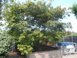 Japanse Esdoorn (Acer Japonicum 'Aconitifolium') -Aanbiedingen Groene Hekken Winkel acer japonicum aconitifolium solitair
