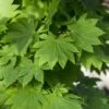 Japanse Esdoorn (Acer Japonicum 'Vitifolium') -Aanbiedingen Groene Hekken Winkel acer japonicum vitifolium