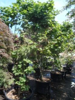 Japanse Esdoorn (Acer Japonicum 'Vitifolium') -Aanbiedingen Groene Hekken Winkel acer japonicum vitifolium 250 300 c130