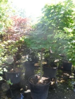 Japanse Esdoorn (Acer Japonicum 'Vitifolium') -Aanbiedingen Groene Hekken Winkel acer japonicum vitifolium halfstam c130 1
