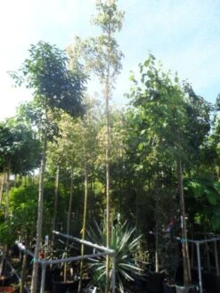 Vederesdoorn Als Boom (Acer Negundo 'Flamingo') -Aanbiedingen Groene Hekken Winkel acer negundo flamingo 10 12ho cont