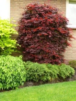 Japanse Esdoorn (Acer Palmatum 'Atropurpureum') -Aanbiedingen Groene Hekken Winkel acer p. atropurpureum 1 1