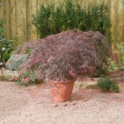 Japanse Esdoorn (Acer Palmatum 'Garnet') -Aanbiedingen Groene Hekken Winkel acer p. garnet2 1