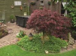 Japanse Esdoorn (Acer Palmatum 'Inabe-shidare') -Aanbiedingen Groene Hekken Winkel acer p. inaba shidare 1