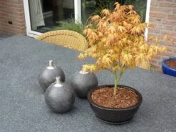 Japanse Esdoorn (Acer Palmatum 'Katsura') -Aanbiedingen Groene Hekken Winkel acer p. katsura 1 kopie