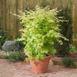 Japanse Esdoorn (Acer Palmatum 'Orange Dream') -Aanbiedingen Groene Hekken Winkel acer p. orange dream1