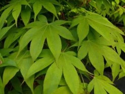 Japanse Esdoorn (Acer Palmatum 'Osakazuki') -Aanbiedingen Groene Hekken Winkel acer p. osakazuki 1