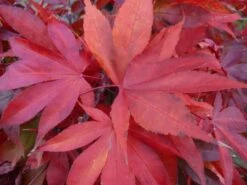 Japanse Esdoorn (Acer Palmatum 'Osakazuki') -Aanbiedingen Groene Hekken Winkel acer p. osakazuki 2