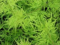 Japanse Esdoorn (Acer Palmatum 'Seiryu') -Aanbiedingen Groene Hekken Winkel acer p. seiryu 1