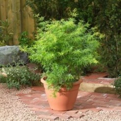 Japanse Esdoorn (Acer Palmatum 'Seiryu') -Aanbiedingen Groene Hekken Winkel acer p. seiryu3