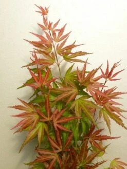 Japanse Esdoorn (Acer Palmatum 'Wilson's Pink Dwarf') -Aanbiedingen Groene Hekken Winkel acer p. wilsons pink dwarf 2