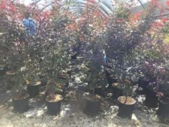 Japanse Esdoorn (Acer Palmatum 'Skeeter's Broom') -Aanbiedingen Groene Hekken Winkel acer palamtum skeeters broom