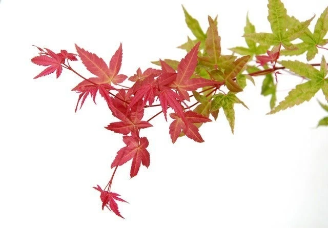 Japanse Esdoorn (Acer Palmatum 'Beni-maiko') 8 Japanse Esdoorn (Acer Palmatum 'Beni-maiko') - Afbeelding 6