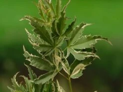 Japanse Esdoorn (Acer Palmatum 'Butterfly') 18 Japanse Esdoorn (Acer Palmatum 'Butterfly') -Aanbiedingen Groene Hekken Winkel acer palm. butterfly 1 1