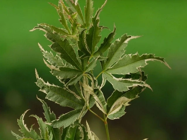 Japanse Esdoorn (Acer Palmatum 'Butterfly') 8 Japanse Esdoorn (Acer Palmatum 'Butterfly') - Afbeelding 6