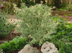 Japanse Esdoorn (Acer Palmatum 'Butterfly') -Aanbiedingen Groene Hekken Winkel acer palm. butterfly 2