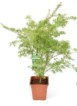 Japanse Esdoorn (Acer Palmatum 'Butterfly') -Aanbiedingen Groene Hekken Winkel acer palm. butterfly c14 3