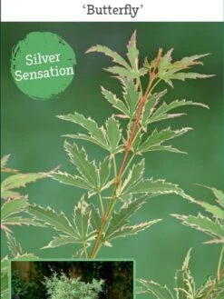 Japanse Esdoorn (Acer Palmatum 'Butterfly') 19 Japanse Esdoorn (Acer Palmatum 'Butterfly') -Aanbiedingen Groene Hekken Winkel acer palm. butterfly c3 4 1