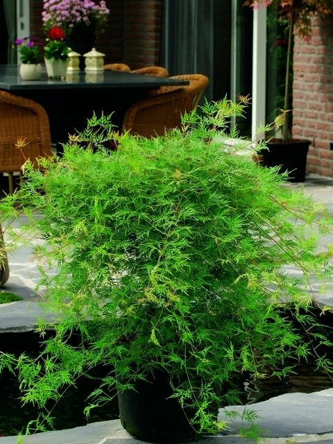 Japanse Esdoorn (Acer Palmatum 'Emerald Lace') 5 Japanse Esdoorn (Acer Palmatum 'Emerald Lace') - Afbeelding 3