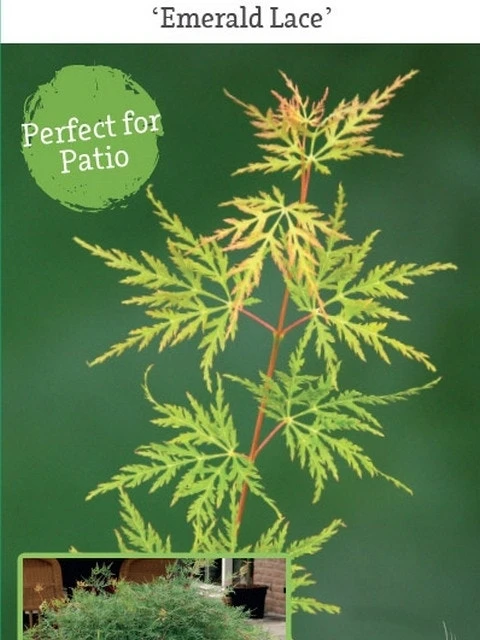 Japanse Esdoorn (Acer Palmatum 'Emerald Lace') 4 Japanse Esdoorn (Acer Palmatum 'Emerald Lace') - Afbeelding 2