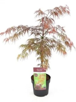Japanse Esdoorn (Acer Palmatum 'Garnet') -Aanbiedingen Groene Hekken Winkel acer palm. garnet c3 1