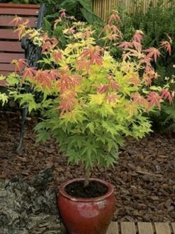 Japanse Esdoorn (Acer Palmatum 'Orange Dream') -Aanbiedingen Groene Hekken Winkel acer palm. orange dream 2
