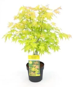Japanse Esdoorn (Acer Palmatum 'Orange Dream') -Aanbiedingen Groene Hekken Winkel acer palm. orange dream c3