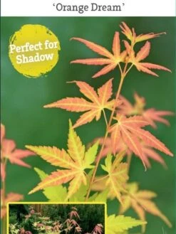 Japanse Esdoorn (Acer Palmatum 'Orange Dream') -Aanbiedingen Groene Hekken Winkel acer palm. orange dream c3 1