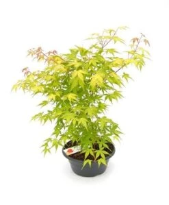 Japanse Esdoorn (Acer Palmatum 'Orange Dream') -Aanbiedingen Groene Hekken Winkel acer palm. orange dream p23 patio