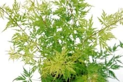 Japanse Esdoorn (Acer Palmatum 'Seiryu') -Aanbiedingen Groene Hekken Winkel acer palm. seiryu