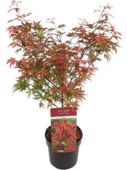Japanse Esdoorn (Acer Palmatum 'Shaina') -Aanbiedingen Groene Hekken Winkel acer palm. shaina c3 1