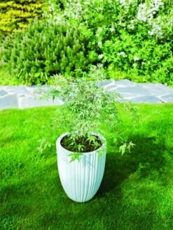 Japanse Esdoorn (Acer Palmatum 'Ukigumo') -Aanbiedingen Groene Hekken Winkel acer palm. ukigumo