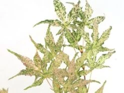 Japanse Esdoorn (Acer Palmatum 'Ukigumo') -Aanbiedingen Groene Hekken Winkel acer palm. ukigumo 1