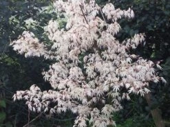 Japanse Esdoorn (Acer Palmatum 'Ukigumo') -Aanbiedingen Groene Hekken Winkel acer palm. ukigumo 2