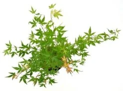 Japanse Esdoorn (Acer Palmatum 'Wilson's Pink Dwarf') -Aanbiedingen Groene Hekken Winkel acer palm. wilson pink dwarf c3 3 1