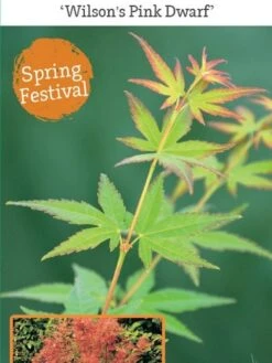 Japanse Esdoorn (Acer Palmatum 'Wilson's Pink Dwarf') -Aanbiedingen Groene Hekken Winkel acer palm. wilson s pink dwarf c3 1 1