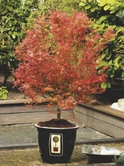 Japanse Esdoorn (Acer Palmatum 'Wilson's Pink Dwarf') -Aanbiedingen Groene Hekken Winkel acer palm. wilson s pink dwarf c3 2 1