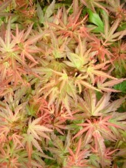 Japanse Esdoorn (Acer Palmatum 'Wilson's Pink Dwarf') -Aanbiedingen Groene Hekken Winkel acer palm. wilson s pink dwarf c3 3 1