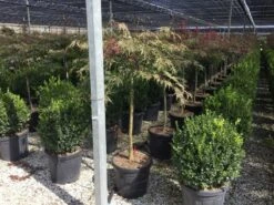 Japanse Esdoorn Op Stam (Acer Palmatum 'Inabe Shidare') -Aanbiedingen Groene Hekken Winkel acer palm inabe shidare halfstam