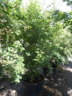 Japanse Esdoorn (Acer Palmatum) -Aanbiedingen Groene Hekken Winkel acer palmatum 200 250 300 c130 1