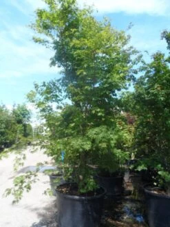 Japanse Esdoorn (Acer Palmatum) 23 Japanse Esdoorn (Acer Palmatum) -Aanbiedingen Groene Hekken Winkel acer palmatum 250 300 c500