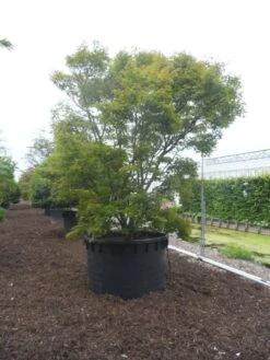 Japanse Esdoorn (Acer Palmatum) -Aanbiedingen Groene Hekken Winkel acer palmatum 350 400 c1000 1