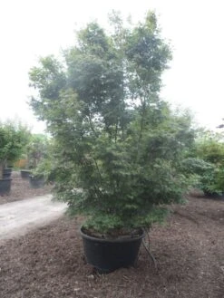 Japanse Esdoorn (Acer Palmatum) -Aanbiedingen Groene Hekken Winkel acer palmatum 350 400 c500 1