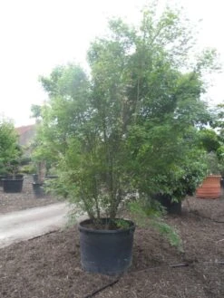 Japanse Esdoorn (Acer Palmatum) 28 Japanse Esdoorn (Acer Palmatum) -Aanbiedingen Groene Hekken Winkel acer palmatum 350 400 c500 2