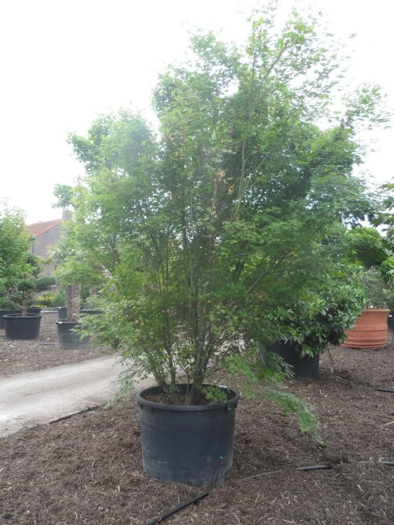 Japanse Esdoorn (Acer Palmatum) 13 Japanse Esdoorn (Acer Palmatum) - Afbeelding 11