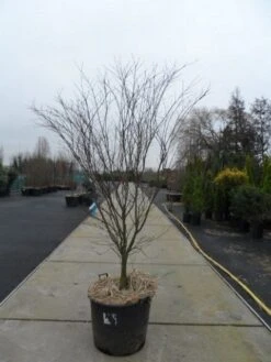 Japanse Esdoorn (Acer Palmatum 'Atropurpureum') -Aanbiedingen Groene Hekken Winkel acer palmatum atropurpureum 200 250 c110