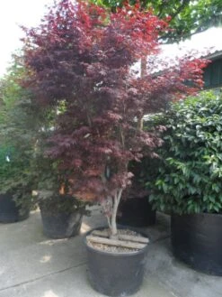 Japanse Esdoorn (Acer Palmatum 'Atropurpureum') -Aanbiedingen Groene Hekken Winkel acer palmatum atropurpureum 250 300 c285