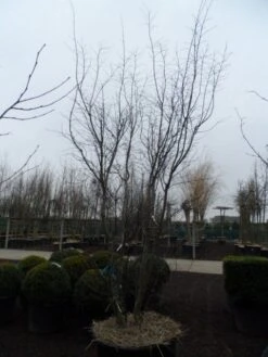 Japanse Esdoorn (Acer Palmatum 'Atropurpureum') -Aanbiedingen Groene Hekken Winkel acer palmatum atropurpureum 300 350 c350