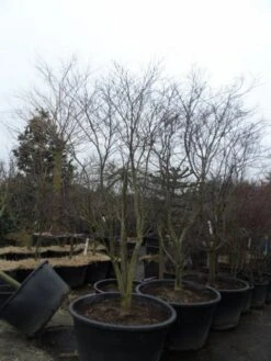 Japanse Esdoorn (Acer Palmatum 'Fireglow') -Aanbiedingen Groene Hekken Winkel acer palmatum atropurpureum fireglow 250 300 c500